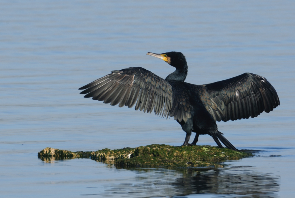 Cormorano